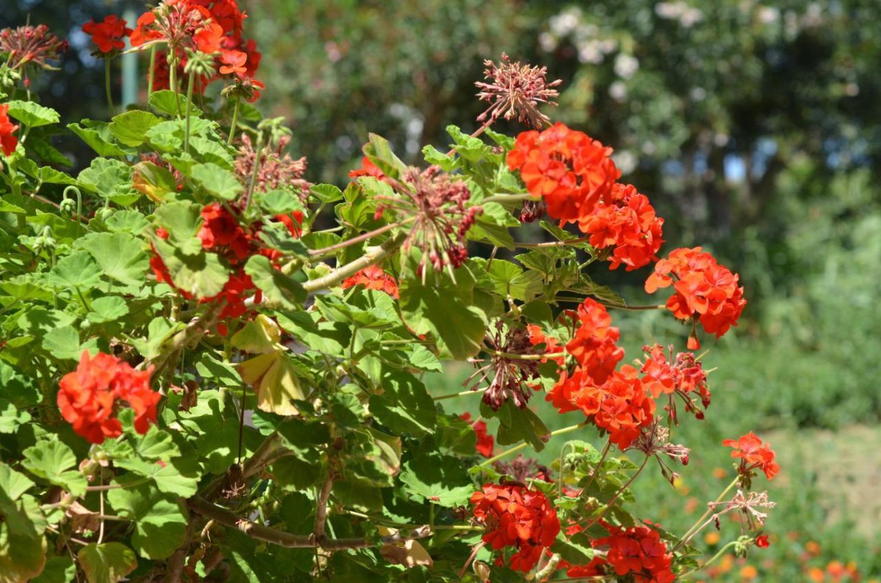 Villa Teti - Sicilia Campofelice Di Roccella Bagian luar foto