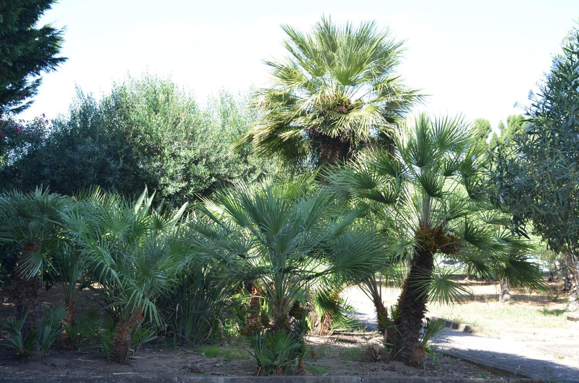 Villa Teti - Sicilia Campofelice Di Roccella Bagian luar foto